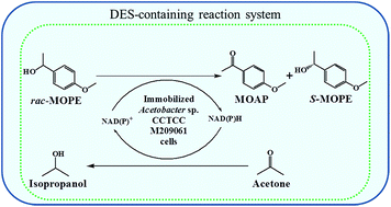 Graphical abstract: Using deep eutectic solvents to improve the resolution of racemic 1-(4-methoxyphenyl)ethanol through Acetobacter sp. CCTCC M209061 cell-mediated asymmetric oxidation