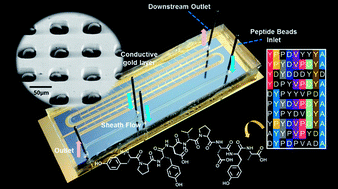 Graphical abstract: A continuous flow microfluidic-MS system for efficient OBOC screening