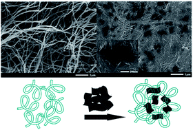Graphical abstract: Anti-bacterial performances and biocompatibility of bacterial cellulose/graphene oxide composites