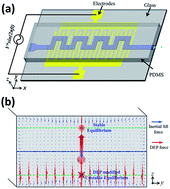Graphical abstract: Real-time control of inertial focusing in microfluidics using dielectrophoresis (DEP)