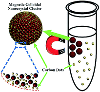 Graphical abstract: Carbon dots in magnetic colloidal nanocrystal clusters