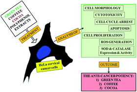 Graphical abstract: The anti-cancer activity of green tea, coffee and cocoa extracts on human cervical adenocarcinoma HeLa cells depends on both pro-oxidant and anti-proliferative activities of polyphenols
