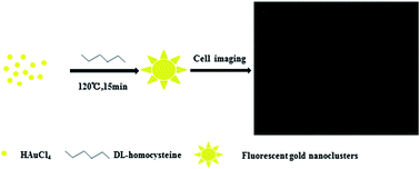 Graphical abstract: Simple and rapid preparation of orange-yellow fluorescent gold nanoclusters using dl-homocysteine as a reducing/stabilizing reagent and their application in cancer cell imaging