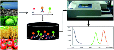 Graphical abstract: Quantum dots-based fluoroimmunoassay for the simultaneous detection of clothianidin and thiacloprid in environmental and agricultural samples
