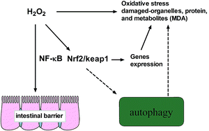 Graphical abstract: Hydrogen peroxide-induced oxidative stress activates NF-κB and Nrf2/Keap1 signals and triggers autophagy in piglets