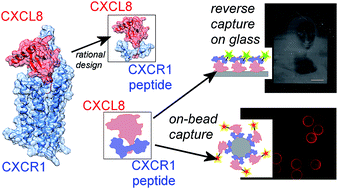 Graphical abstract: Rational design of a peptide capture agent for CXCL8 based on a model of the CXCL8:CXCR1 complex