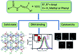 Graphical abstract: Oxidovanadium(v) complexes of aroylhydrazones incorporating heterocycles: synthesis, characterization and study of DNA binding, photo-induced DNA cleavage and cytotoxic activities