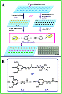 Graphical abstract: Paper-based analytical device with colorimetric assay application to the determination of phenolic acids and recognition of Fe3+