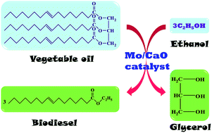 Graphical abstract: Biodiesel production via ethanolysis of jatropha oil using molybdenum impregnated calcium oxide as solid catalyst