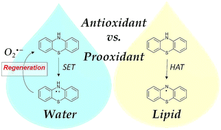 Graphical abstract: Antioxidant vs. prooxidant action of phenothiazine in a biological environment in the presence of hydroxyl and hydroperoxyl radicals: a quantum chemistry study