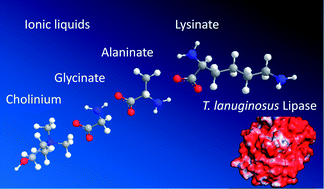 Graphical abstract: On the hunt for truly biocompatible ionic liquids for lipase-catalyzed reactions