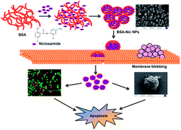 Graphical abstract: Bionanotherapeutics: niclosamide encapsulated albumin nanoparticles as a novel drug delivery system for cancer therapy