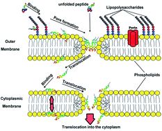 Graphical abstract: Elucidating the mechanism of peptide interaction with membranes using the intrinsic fluorescence of tryptophan: perpendicular penetration of cecropin B-like peptides into Pseudomonas aeruginosa