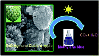 Graphical abstract: Biogenic synthesis of ZnO–Ag nano custard apples for efficient photocatalytic degradation of methylene blue by sunlight irradiation