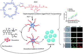 Graphical abstract: Tadpole-shaped β-cyclodextrin-tagged poly(N-vinylpyrrolidone): synthesis, characterization and studies of its complexation with phenolphthalein and anti tumor activities