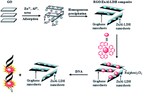 Graphical abstract: Facile synthesis of a nanocomposite based on graphene and ZnAl layered double hydroxides as a portable shelf of a luminescent sensor for DNA detection