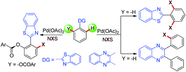 Graphical abstract: Palladium catalyzed ortho-halogenation of 2-arylbenzothiazole and 2,3-diarylquinoxaline