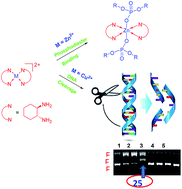 Graphical abstract: Mononuclear Cu(ii) and Zn(ii) complexes with a simple diamine ligand: synthesis, structure, phosphodiester binding and DNA cleavage studies