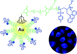 Graphical abstract: Design of oligoaziridine-PEG coatings for efficient nanogold cellular biotagging