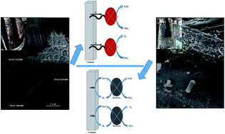 Graphical abstract: Effective denitrification process by a low voltage in a multi-cathode bio-electrode film reactor