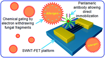 Graphical abstract: Real-time selective monitoring of allergenic Aspergillus molds using pentameric antibody-immobilized single-walled carbon nanotube-field effect transistors