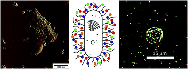 Graphical abstract: Silver nanoparticle-coated “cyborg” microorganisms: rapid assembly of polymer-stabilised nanoparticles on microbial cells