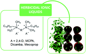Graphical abstract: Bis(ammonium) ionic liquids with herbicidal anions