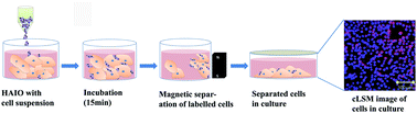 Graphical abstract: Self-assembled superparamagnetic nanocomposite-labelled cells for noninvasive, controlled, targeted delivery and therapy