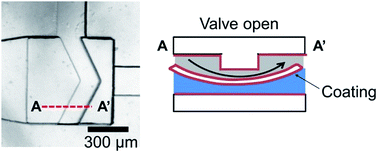Graphical abstract: Elastomeric microfluidic valve with low, constant opening threshold pressure