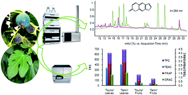 Graphical abstract: New insights into the qualitative phenolic profile of Ficus carica L. fruits and leaves from Tunisia using ultra-high-performance liquid chromatography coupled to quadrupole-time-of-flight mass spectrometry and their antioxidant activity
