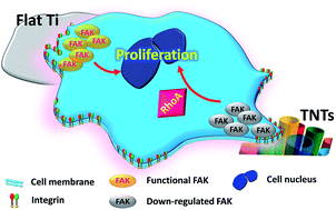 Graphical abstract: Proliferation of preosteoblasts on TiO2 nanotubes is FAK/RhoA related