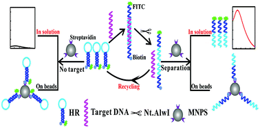 Graphical abstract: Sensitive mutant DNA biomarker detection based on magnetic nanoparticles and nicking endonuclease assisted fluorescence signal amplification