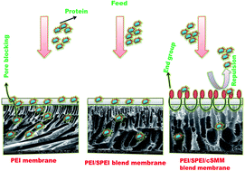Graphical abstract: Performance studies of PEI/SPEI blend ultra-filtration membranes via surface modification using cSMM additives