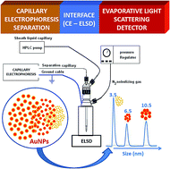 Graphical abstract: A novel approach to size separation of gold nanoparticles by capillary electrophoresis–evaporative light scattering detection