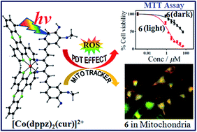 Graphical abstract: Remarkable visible light-triggered cytotoxicity of mitochondria targeting mixed-ligand cobalt(iii) complexes of curcumin and phenanthroline bases binding to human serum albumin