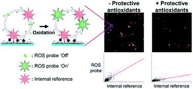 Graphical abstract: Ambient condition oxidation in individual liposomes observed at the single molecule level