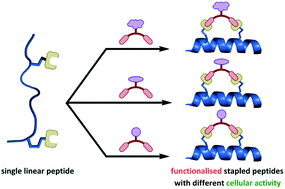 Graphical abstract: Functionalised staple linkages for modulating the cellular activity of stapled peptides