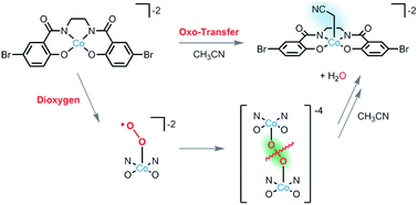 Graphical abstract: Efficient C–H bond activations via O2 cleavage by a dianionic cobalt(ii) complex