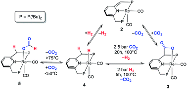 Graphical abstract: Reversible CO2 binding triggered by metal–ligand cooperation in a rhenium(i) PNP pincer-type complex and the reaction with dihydrogen