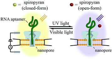 Graphical abstract: Single molecule analysis of light-regulated RNA:spiropyran interactions