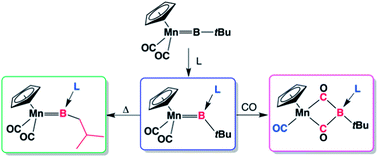 Graphical abstract: Isolation of the key intermediates of base-promoted borylene–carbonyl coupling reactions