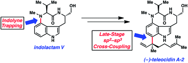 Graphical abstract: Total syntheses of indolactam alkaloids (−)-indolactam V, (−)-pendolmycin, (−)-lyngbyatoxin A, and (−)-teleocidin A-2