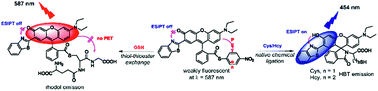 Graphical abstract: A dual emission fluorescent probe enables simultaneous detection of glutathione and cysteine/homocysteine