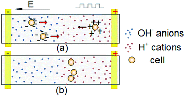 Graphical abstract: Focusing of mammalian cells under an ultrahigh pH gradient created by unidirectional electropulsation in a confined microchamber