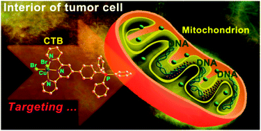 Graphical abstract: A mitochondrion-targeting copper complex exhibits potent cytotoxicity against cisplatin-resistant tumor cells through multiple mechanisms of action