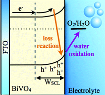 Graphical abstract: Dynamics of photogenerated holes in undoped BiVO4 photoanodes for solar water oxidation