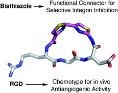 Graphical abstract: Polythiazole linkers as functional rigid connectors: a new RGD cyclopeptide with enhanced integrin selectivity