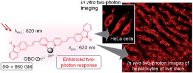 Graphical abstract: A ratiometric fluorescent molecular probe with enhanced two-photon response upon Zn2+ binding for in vitro and in vivo bioimaging