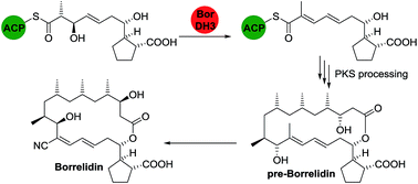 Graphical abstract: Uncovering the origin of Z-configured double bonds in polyketides: intermediate E-double bond formation during borrelidin biosynthesis