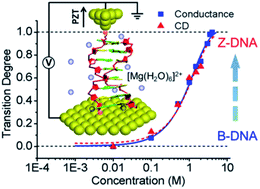 Graphical abstract: Structure determined charge transport in single DNA molecule break junctions